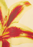 Vestido Tropico